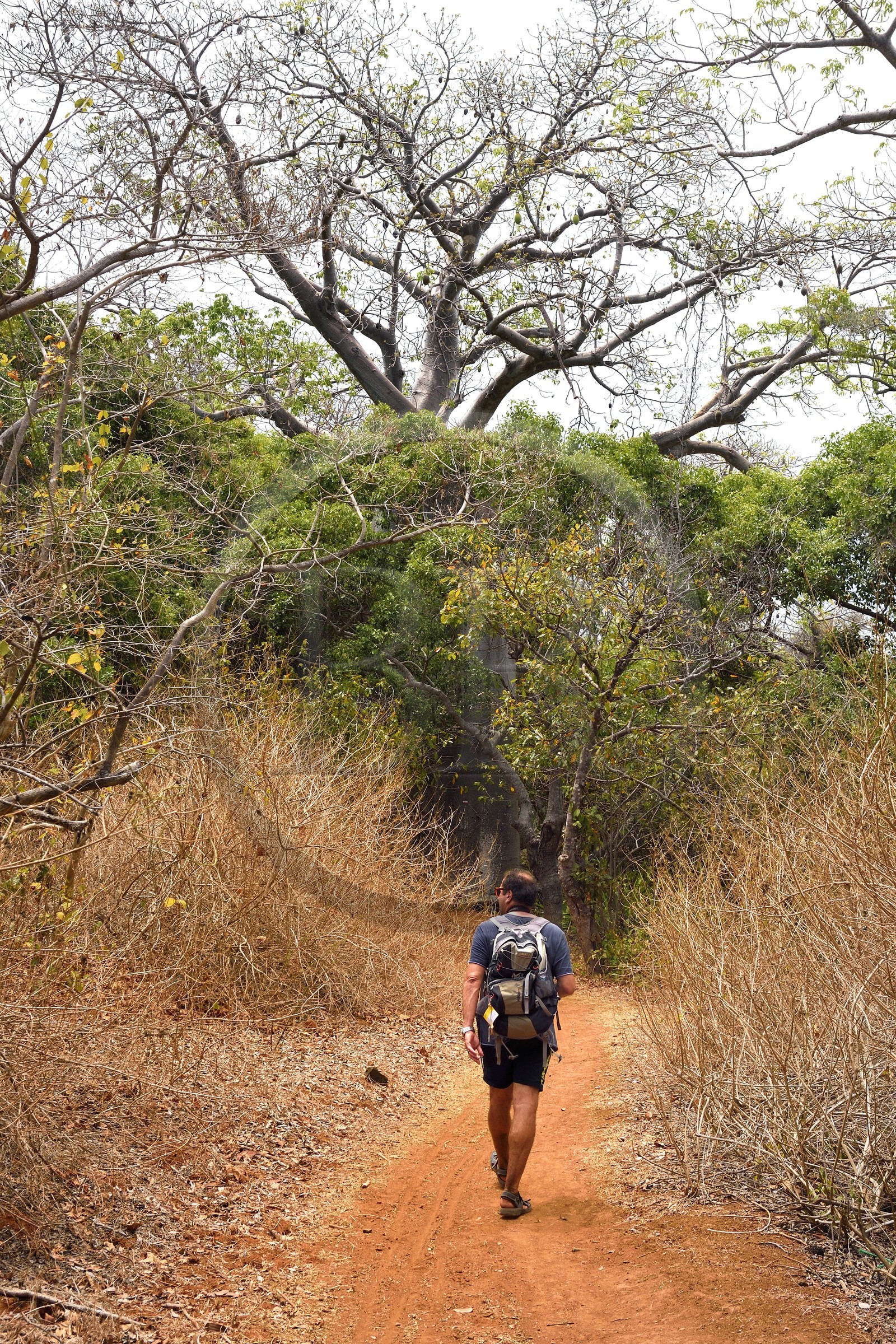 France, Ile de Mayotte, Grande-Terre, M'Tsamoudou, pointe de Saziley, randonneurs sur le sentier de grande randonnée faisant le tour de l'ile