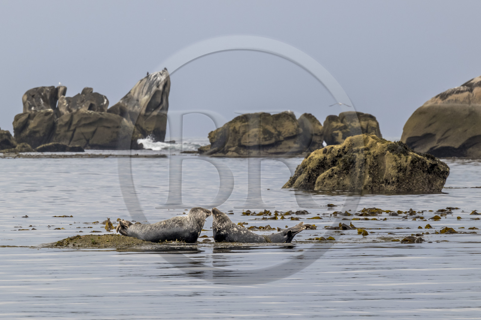 France, Finistère, Penmarch, Étocs archipelago, gray seal (halichoerus grypus)