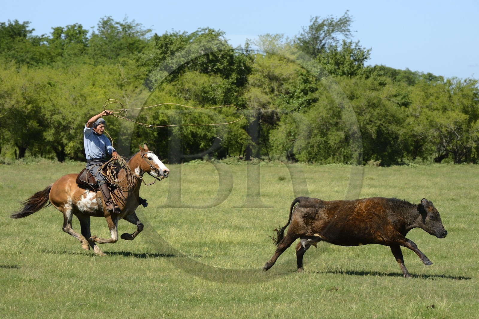 Argentine, province de Buenos Aires, San Antonio de Areco, estancia La Bamba de Areco, gaucho au travail pourchassant une vache au lasso