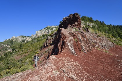 France, Alpes Maritimes, Mercantour Massif, L'Ilion, on the heights of the Gorges of Cians in red lutite soil