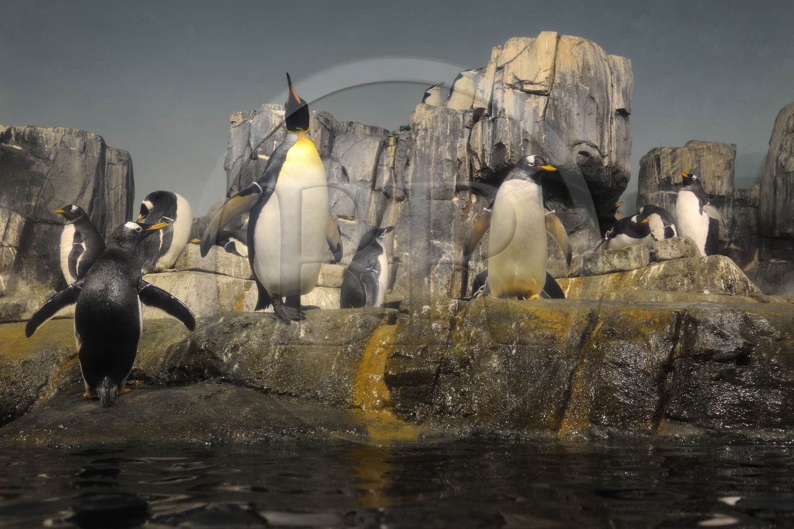 Etats-Unis, New York, Manhattan, zoo de Central Park, le Manchot papou (Pygoscelis papua)