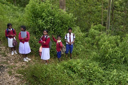 Sri Lanka, Province du Centre, trajet en train dans la région montagneuse de la culture du thé entre Hatton et Ella, retour de l'école vers Nanu Ova