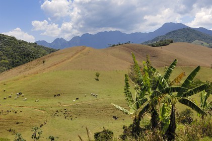 Brazil, Rio de Janeiro State, Serra da Mantiqueira, cows in meadows (Gold Route, Estrada Real)