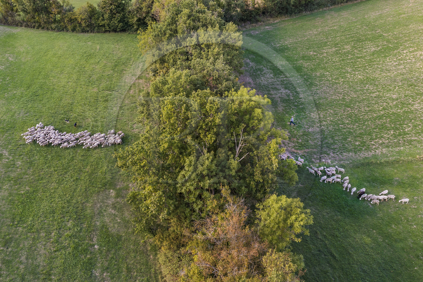 France, Aveyron (12), Causses et les Cévennes, paysage culturel de l'agro-pastoralisme méditerranéen, classés Patrimoine Mondial de l'UNESCO, Sainte-Eulalie-de-Cernon sur la route de Saint-Jacques-de-Compostelle, troupeau de mouton guidé par son berger Eric Broussou (vue aérienne) France, Aveyron,  Causses and the Cévennes, cultural landscape of Mediterranean agro-pastoralism, listed as World Heritage by UNESCO, Sainte-Eulalie-de-Cernon on the road to Santiago de Compostela, flock of sheep led by its shepherd Eric Broussou (aerial view)