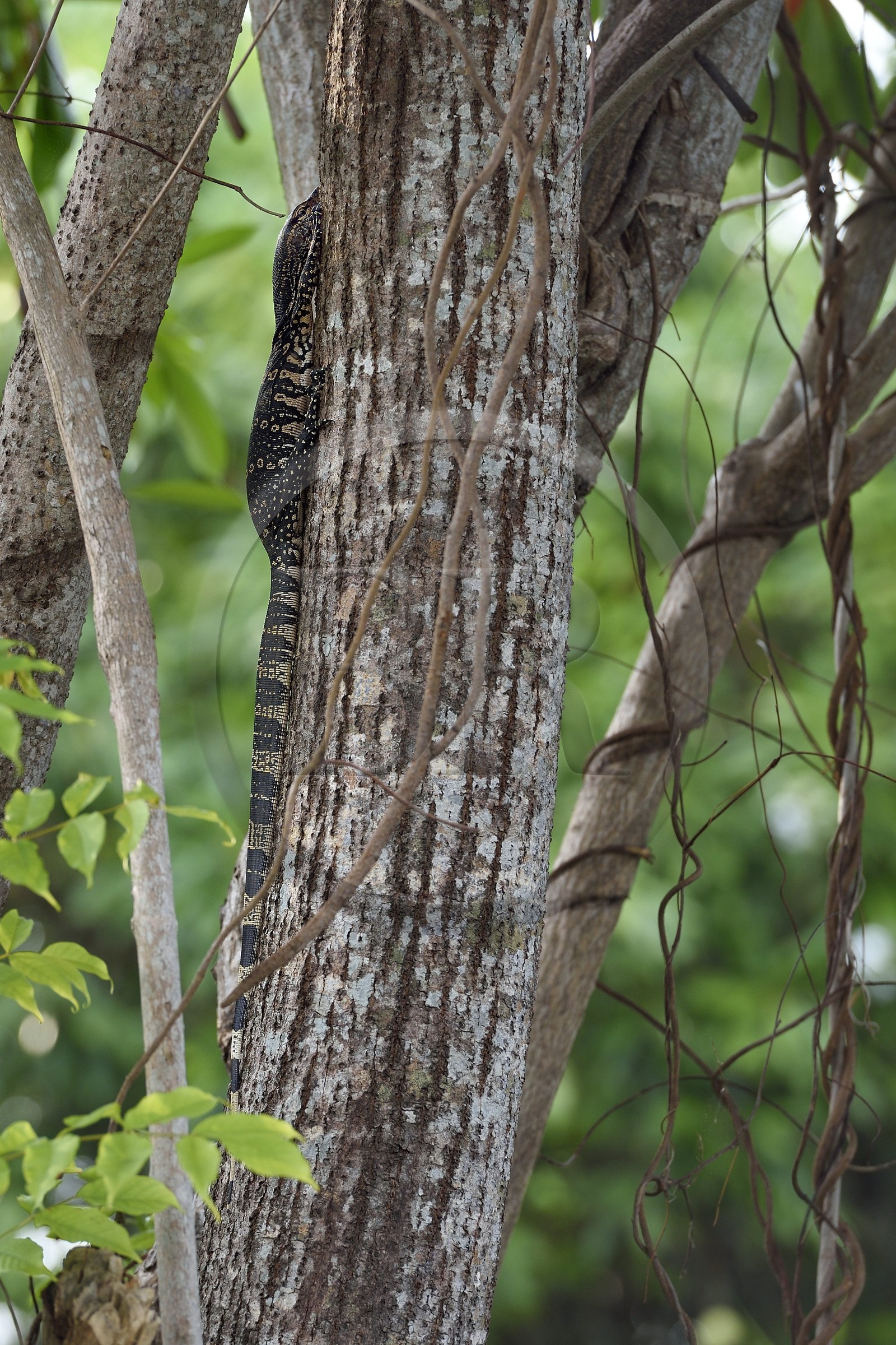 Sri Lanka, Province de l'Ouest, canal hollandais (Hamilton Canal) entre Colombo et Negombo vers Uswetakeiyawa, jeune varan malais (Varanus salvator)