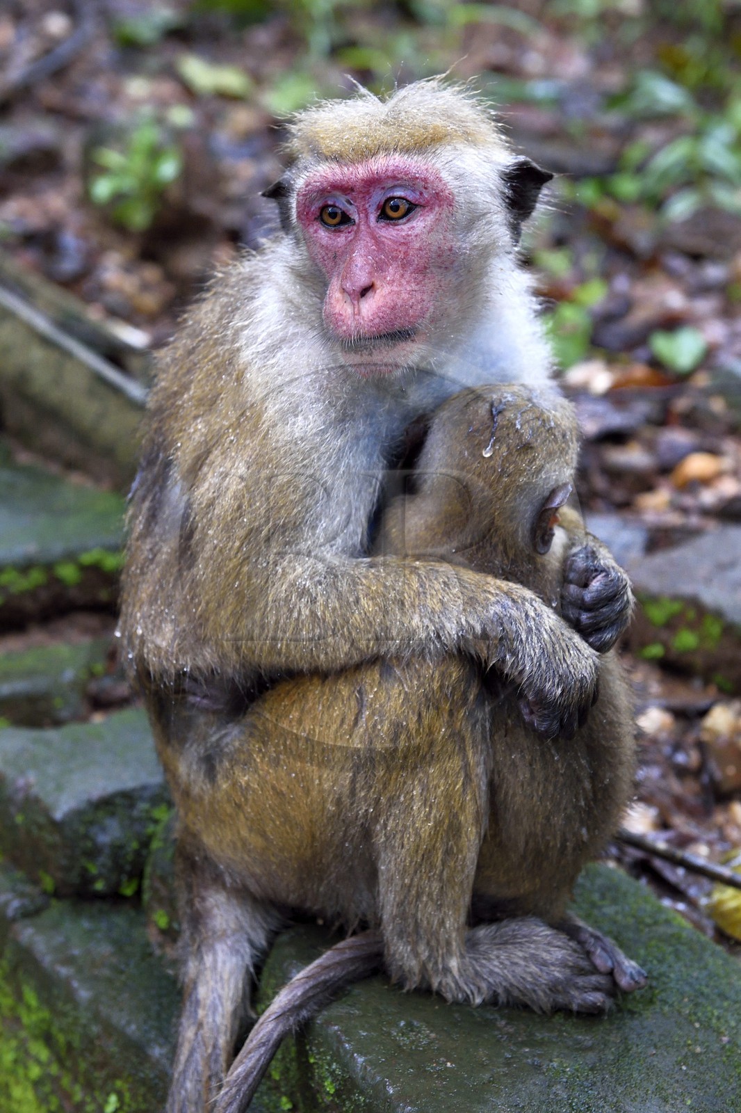 Sri Lanka, North Central province, Polonnaruwa, the former capital of the country (11th to 13th century) listed as World Heritage by UNESCO, Toque macaques (Macaca sinica), mother and child