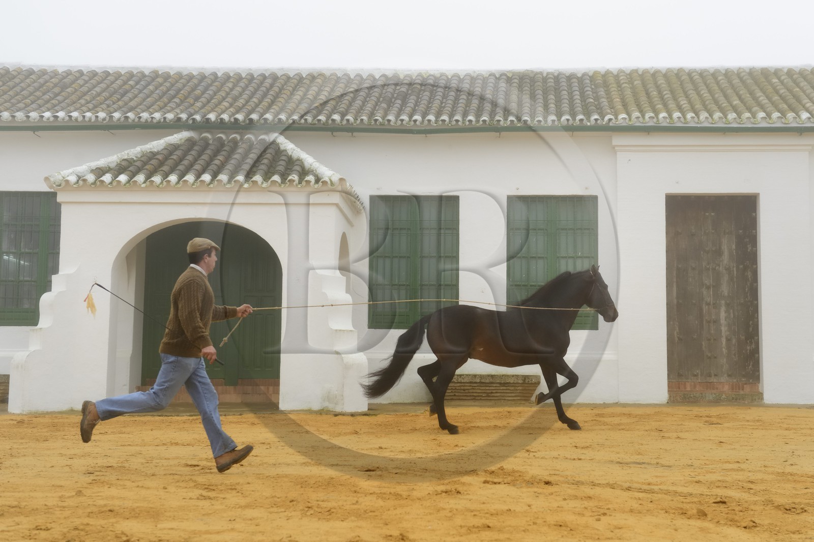 Espagne, Andalousie, province de Séville, Utrera, Finca El Pinganillo, le haras de la propriété, entrainement d'un Pure race espagnole ou PRE (Pura Raza Espanola)