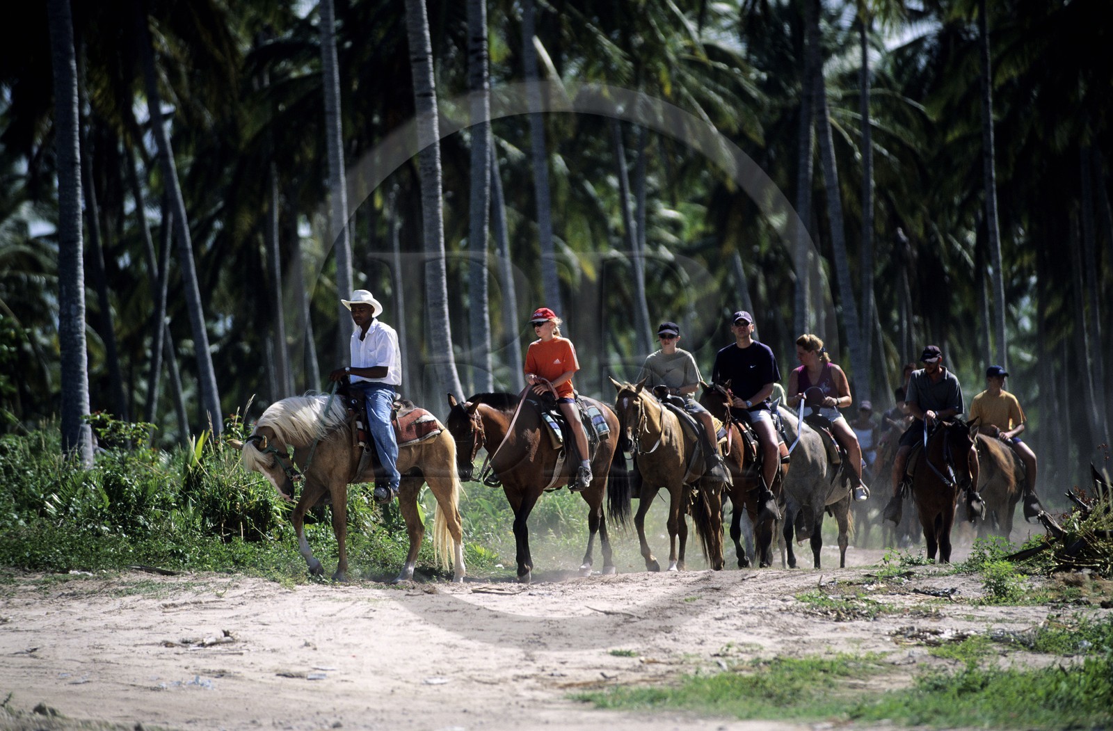 Dominican Republic, Punta Cana, Bavaro, horse riding in a coconut forest