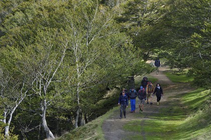France, Pyrénées-Atlantiques (64), Pays-Basque, chemin de Saint-Jacques de Compostelle sur le GR 65 entre Saint-Jean-Pied-de-Port et Roncevaux, pèlerins traversant une forêt sur les pentes du Leizar Atheka