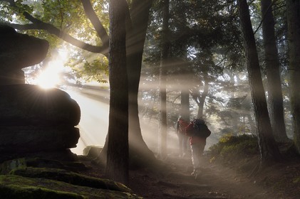 France, Bas Rhin, Mont Saint Odile, hike along the Pagan Wall, vestige of a wall probably from the Merovingian period with a total length of eleven kilometers, sunrise in the early morning mist
