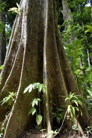 Caraïbes, Ile de la Dominique, Parc national du Morne Trois Pitons classé Patrimoine Mondial de l'UNESCO, chataignier dominicain (sloanea caribaea), en créol Chatannyé Ti-Fèy