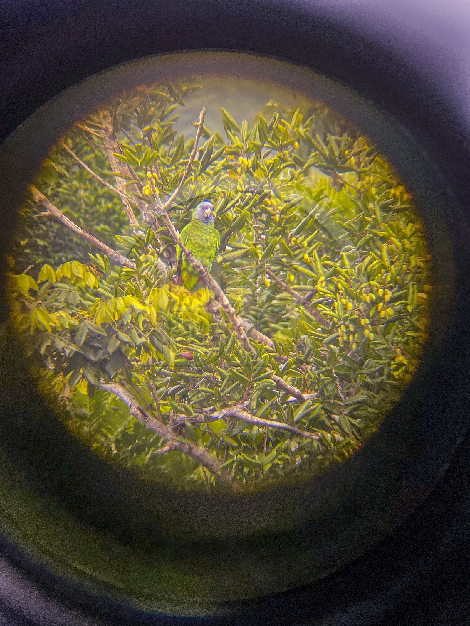 Caraïbes, Ile de la Dominique,