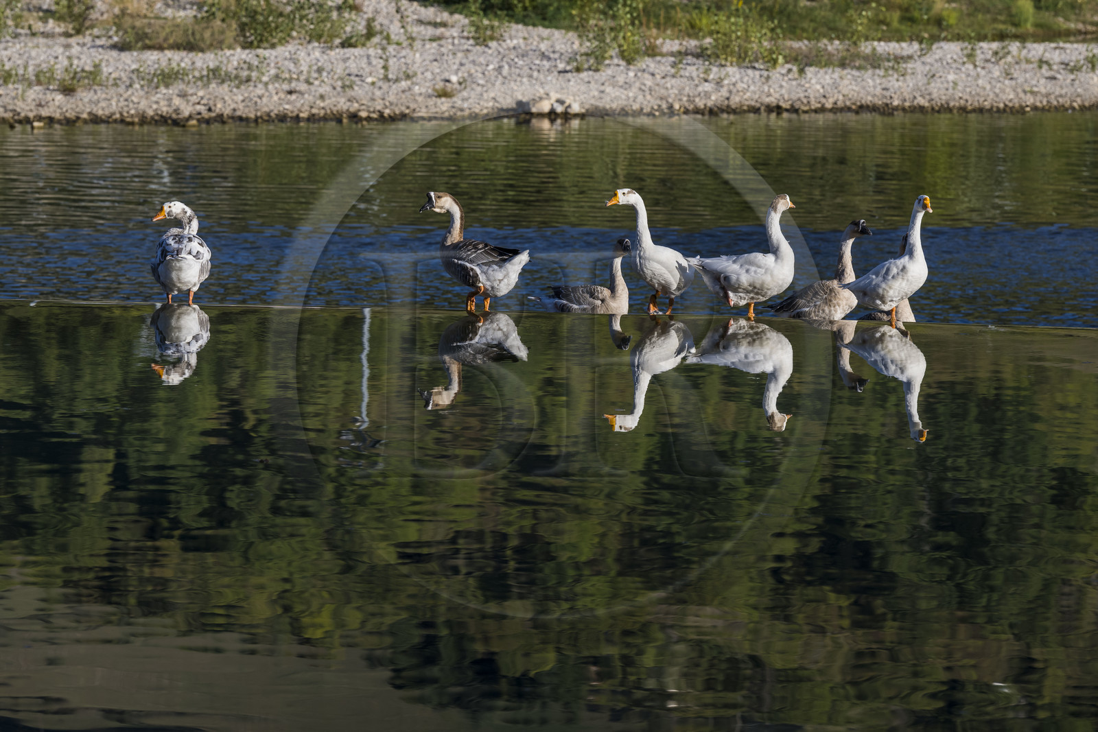 France, Aveyron (12), Millau, oies sur le petit barrage sur le Tarn