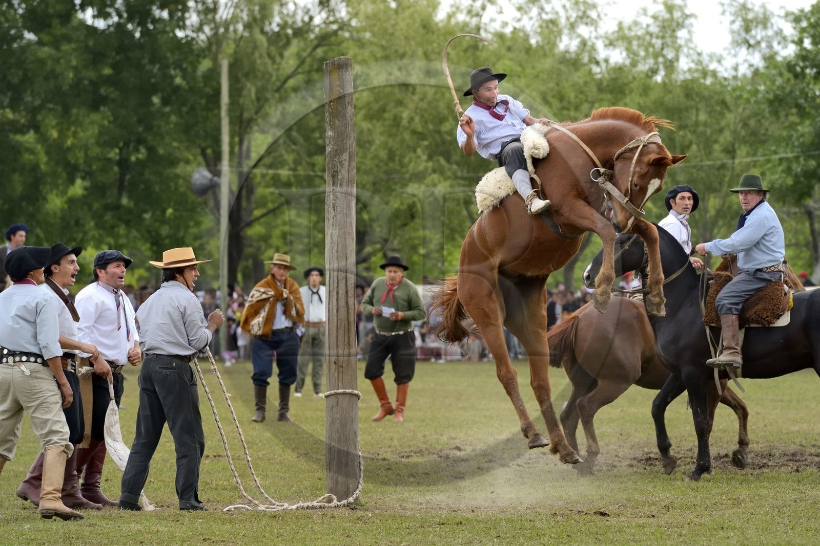 Argentina, Buenos Aires Province, San Antonio de Areco, Tradition Day festival (Dia de Tradicion), gauchos demonstrate their ability with horses at a rodeo called Jineteada gaucha