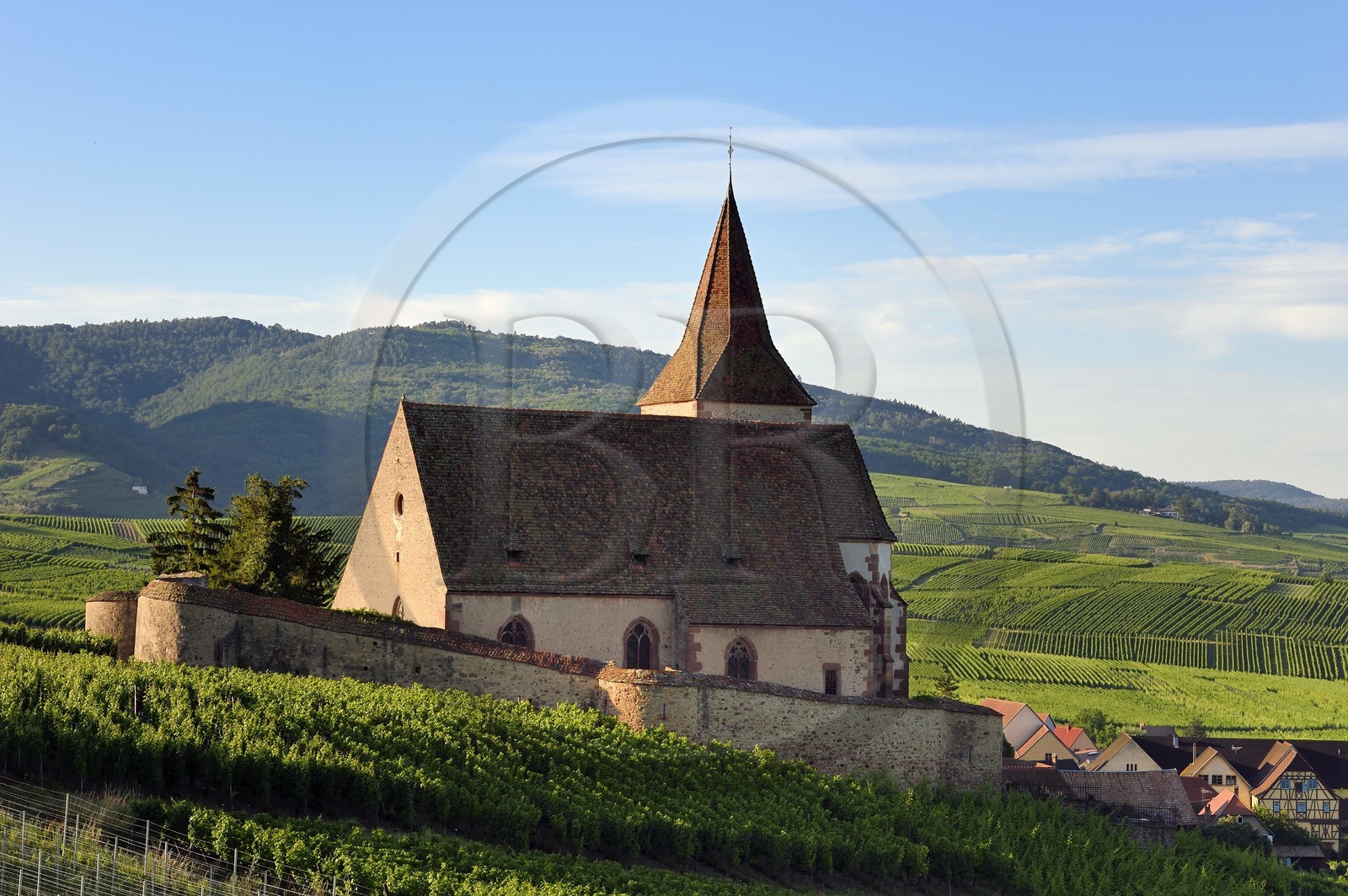 France, Haut-Rhin (68), Route des vins d'Alsace, Hunawihr, labellisé Les Plus Beaux Villages de France, église fortifiée Saint-Jacques-le-Majeur du XIVème siècle fonctionnant en simultaneum (catholique et protestant) et entourée de vignes