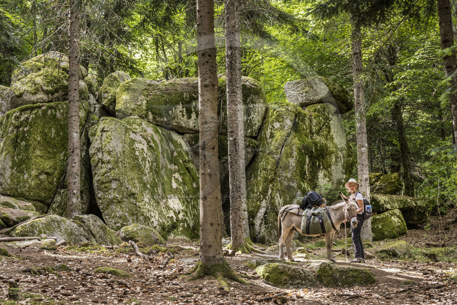 France, Lozere, Saint-Flour-de-Mercoire, Margeride forests, hiking with a donkey on the Stevenson trail (GR 70) and on the trail of Las fados (fairy in Occitan)