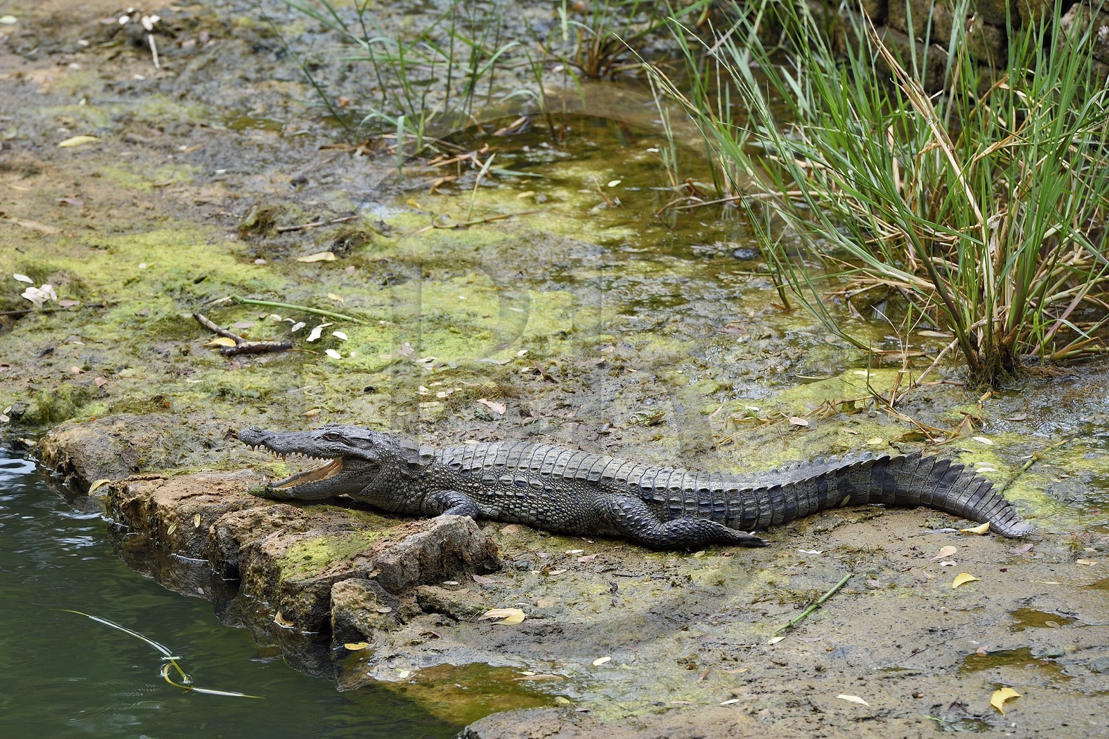 Sri Lanka, Central Province, Matale District, Sigiriya, Old city of Sigiriya listed as World Heritage by UNESCO, Rock of the Lion former Royal Palace, Crocodile in edge of one of the many basins of the gardens