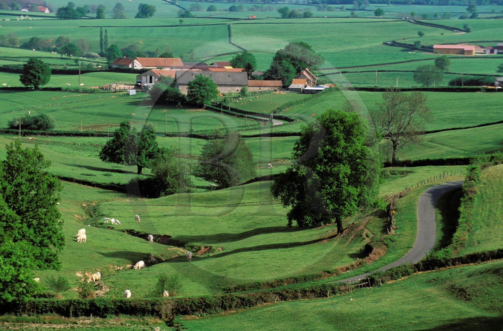 France, Saône-et-Loire (71), charolais, région de Monceau-les-Mines, vaches Charolaise