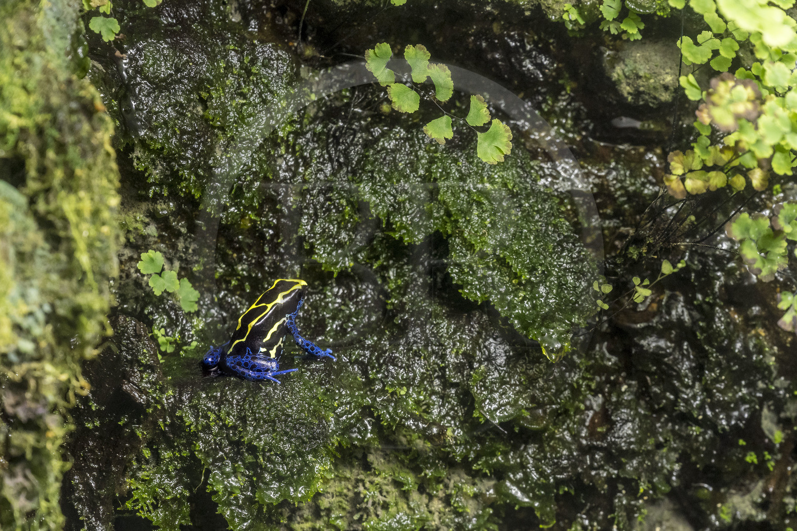 Espagne, Catalogne, Barcelone, Port Vell, l'aquarium, dendrobatidae communément appelés dendrobates, grenouille de petite taille toxique