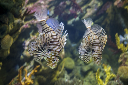 Espagne, Catalogne, Barcelone, Port Vell, l'aquarium, rascasse volante (Pterois miles) aussi appelé Poisson-scorpion
