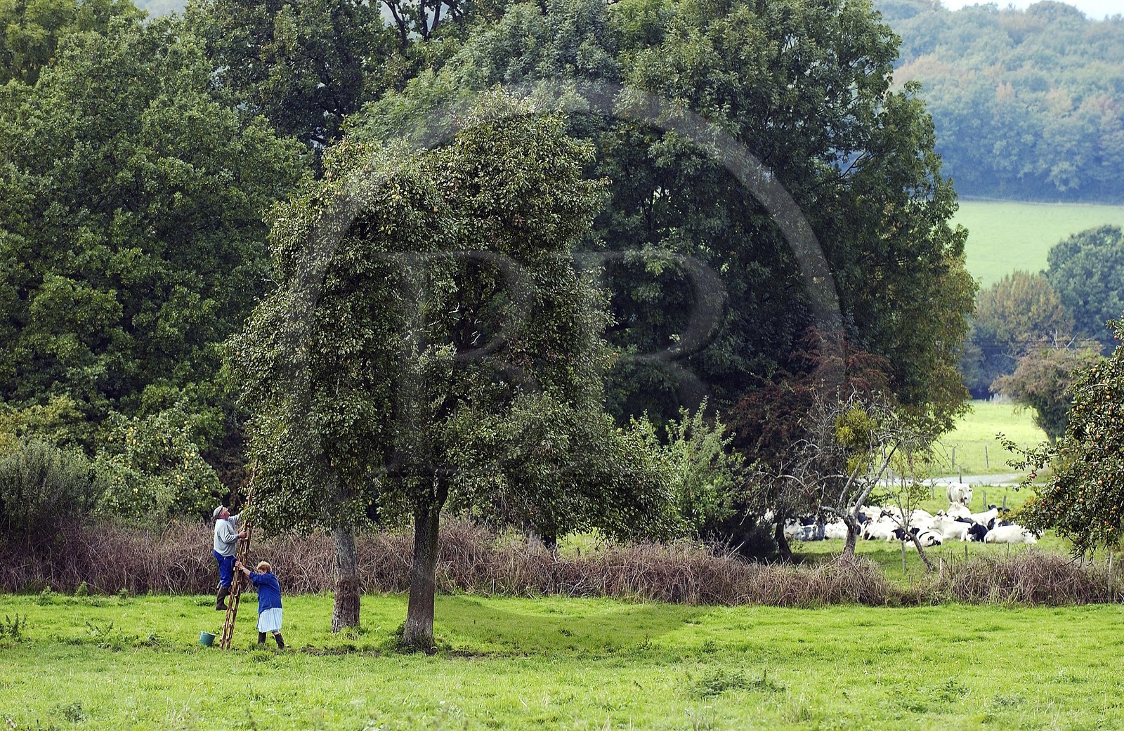Belgique, Wallonie, la campagne de la province de Liège