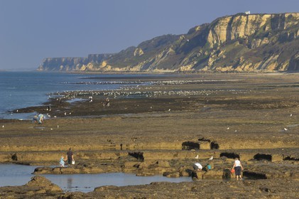 France, Calvados (14), Port-en-Bessin, pêche à pied sur la côte à marée basse