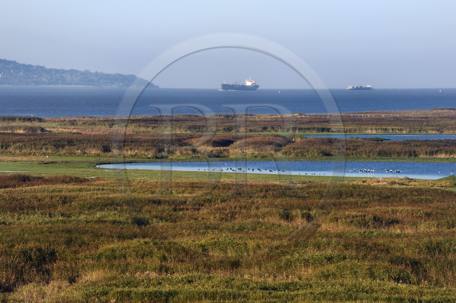 France, Seine-Maritime (76), Réserve Naturelle de l'estuaire de la Seine, étang au coeur de la roselière