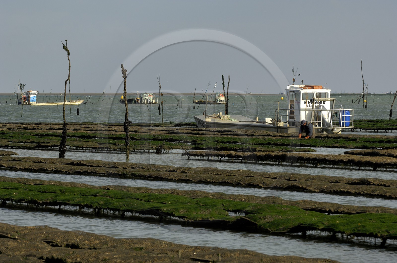France, Charente-Maritime (17), le bassin Marrennes-Oléron au large de l'Ile d'Oléron, chaland dans les parcs à huîtres