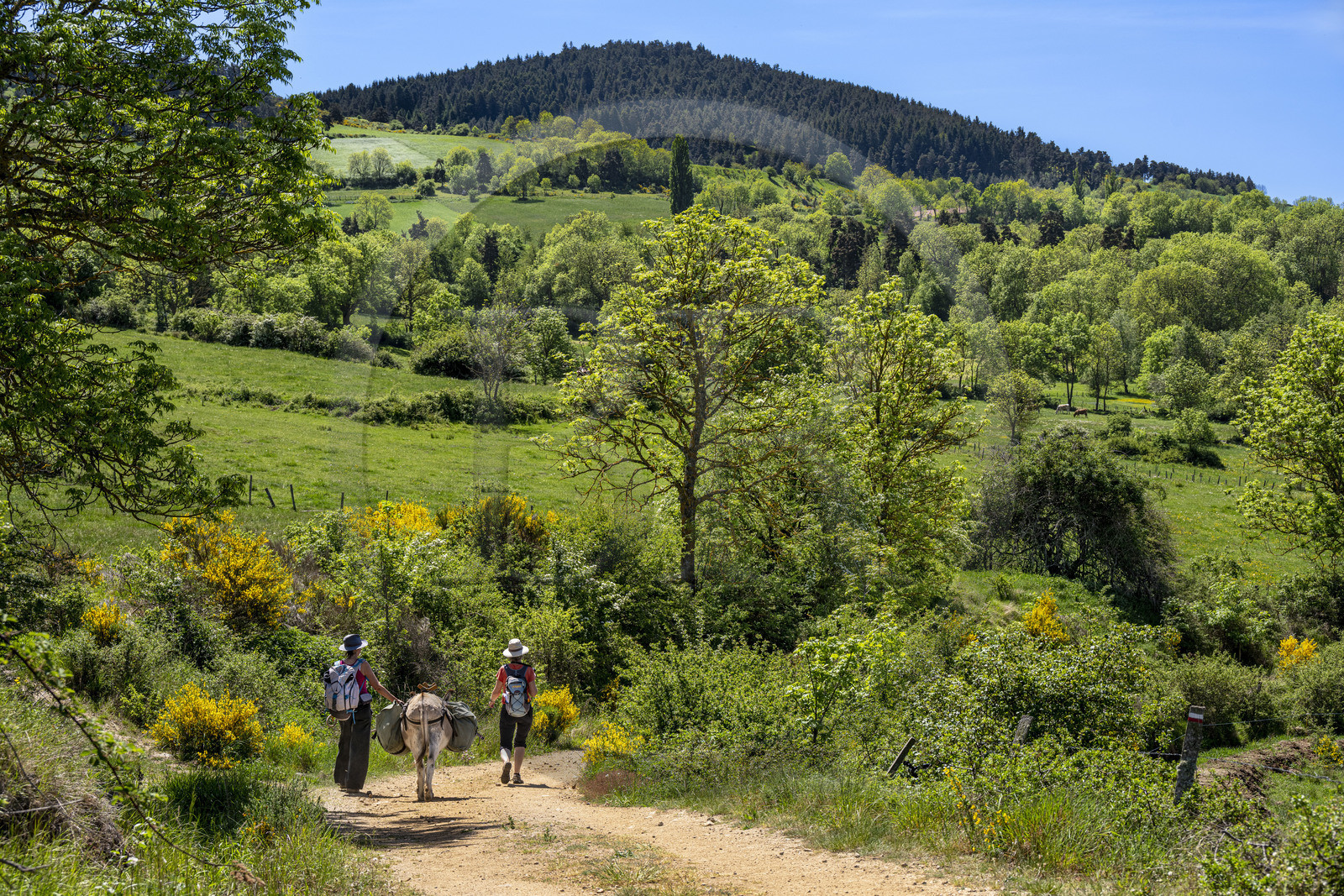 France, Haute-Loire (43), randonnée avec un âne sur le chemin de Stevenson (GR 70) entre Le Monastier-sur-Gazeille et Saint-Martin-de-Fugères