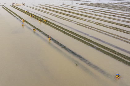 France, Charente Maritime, Oleron island, Dolus d’Oléron, maintenance of the oyster beds in the Marennes-Oléron basin in the Pertuis d'Antioche at low tide (aerial view)