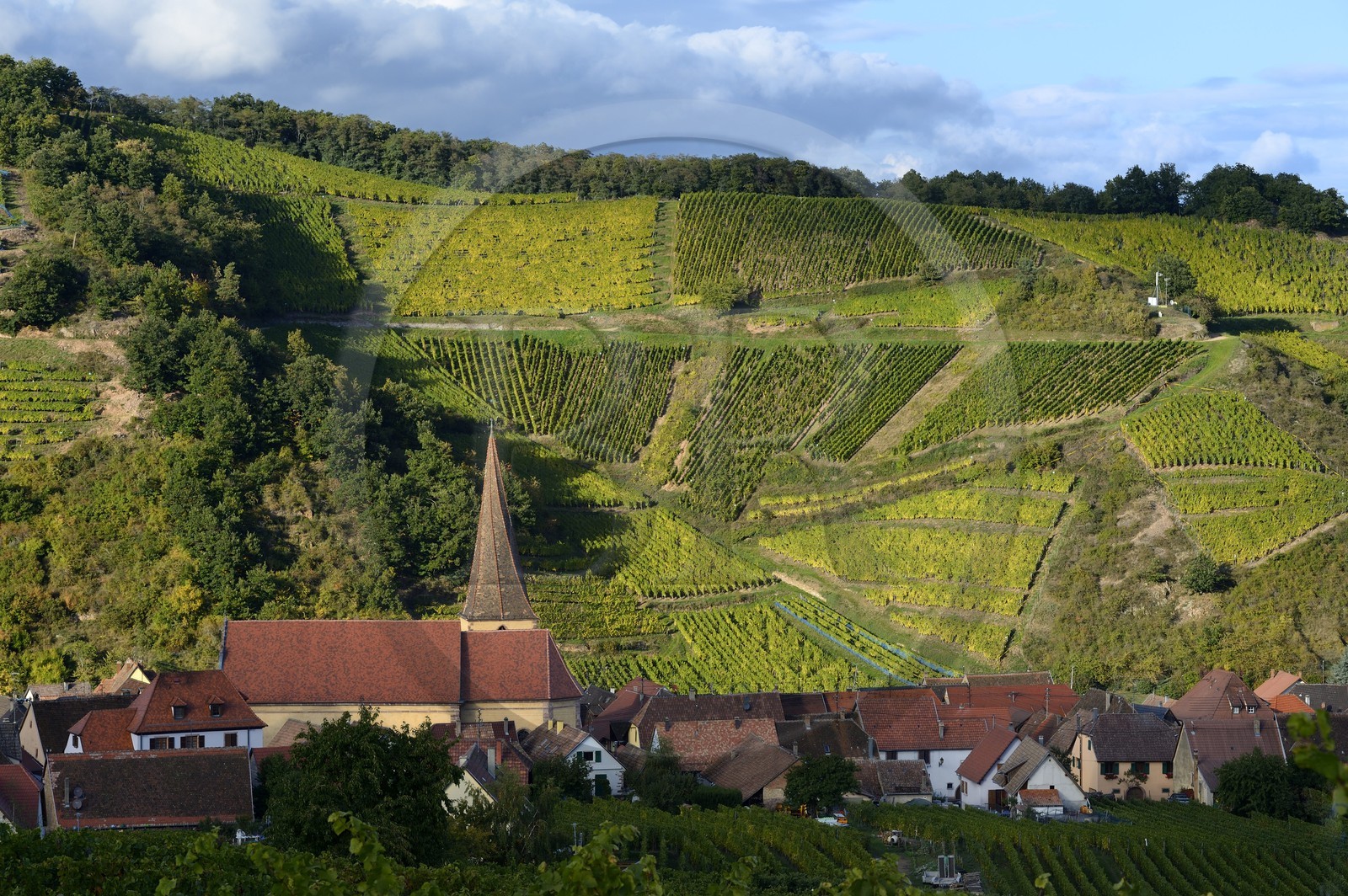 France, Haut Rhin, the Alsace Wine Route, Niedermorschwihr, the village in the vineyard and its church with a twisted steeple