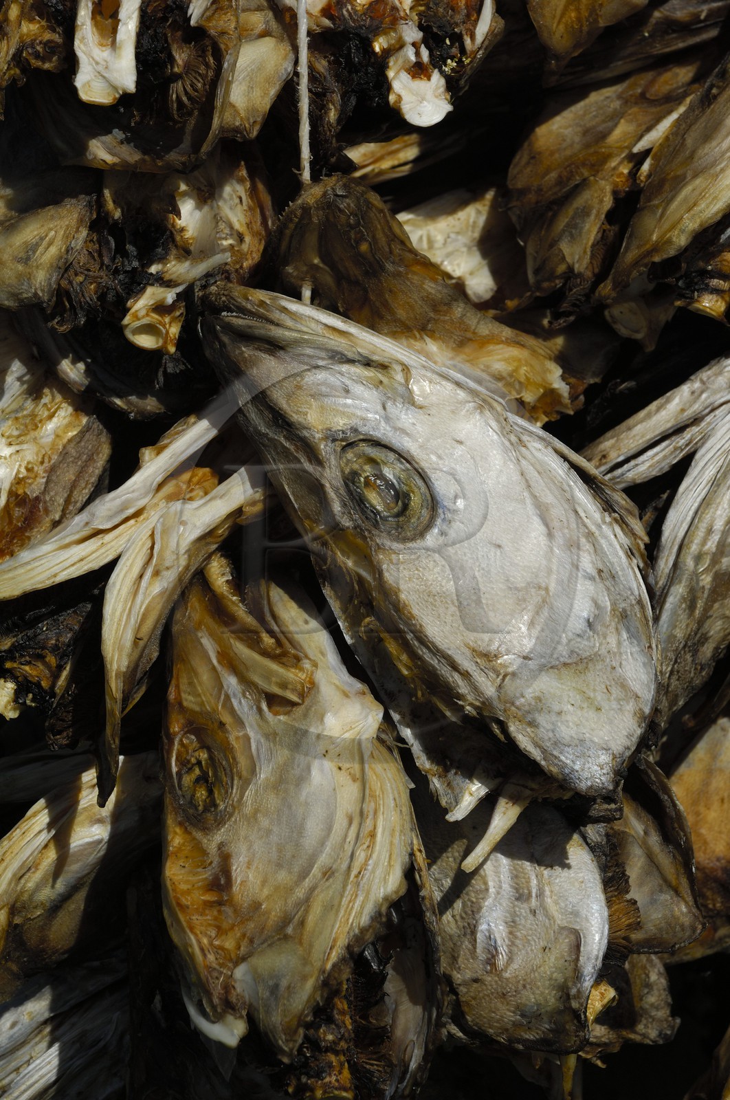 Norvège, Nordland, Iles Lofoten, Ile de Moskenes, têtes de morue séchées à Reine