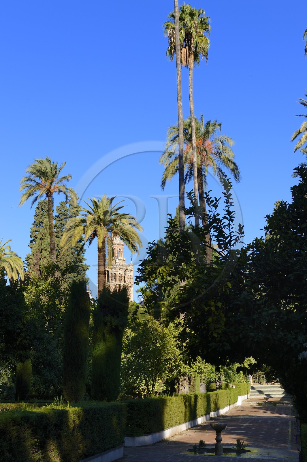 Espagne, Andalousie, Séville, Alcazar de Séville (Reales Alcazares de Sevilla), classé Patrimoine Mondial de l'UNESCO, les jardins