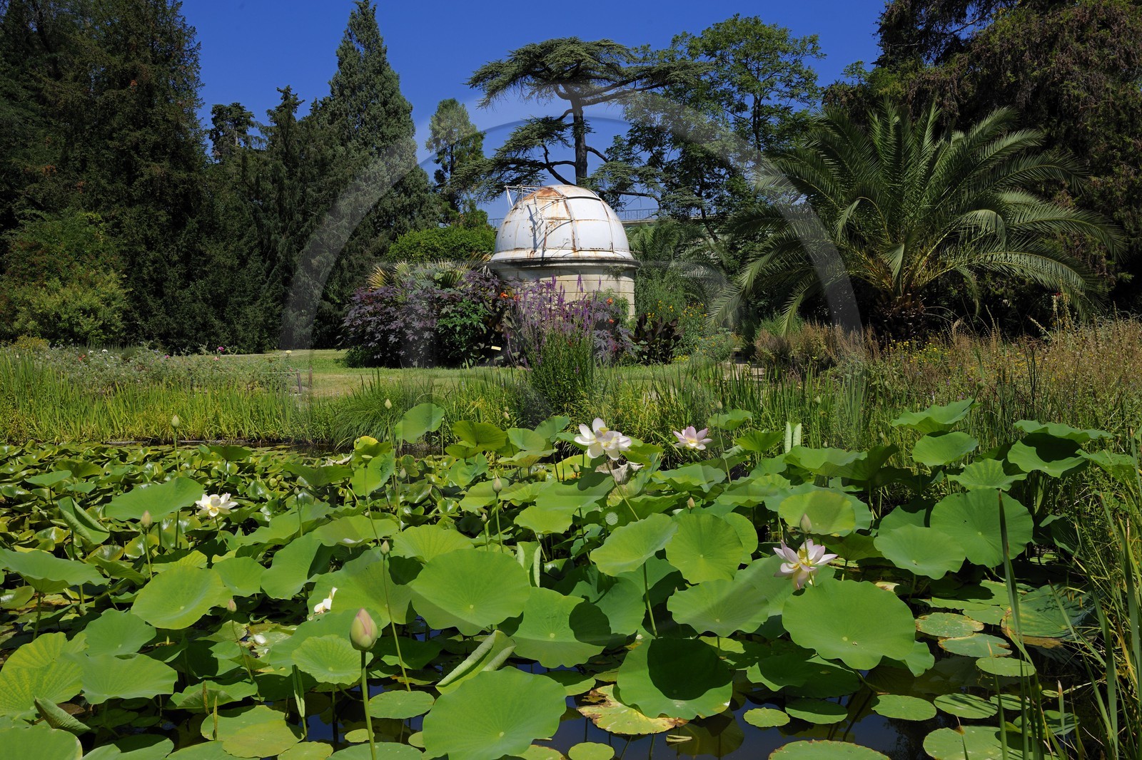 France, Hérault (34), Montpellier, le Jardin des Plantes, observatoire astronomique et lotus des Indes (Nelumbo nucifera gaertner)