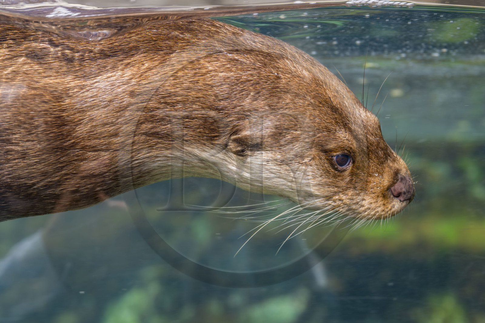 France, Finistère, Brest, Océanopolis, museum of the sea, Eurasian otter (Lutra lutra)