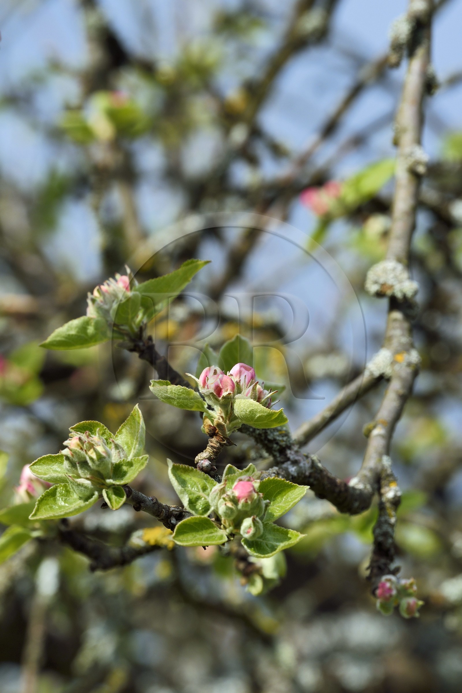 France, Meuse (55), Parc régional de Lorraine, Cotes de Meuse, Saint-Maurice-sous-les-Cotes, pommier en fleur