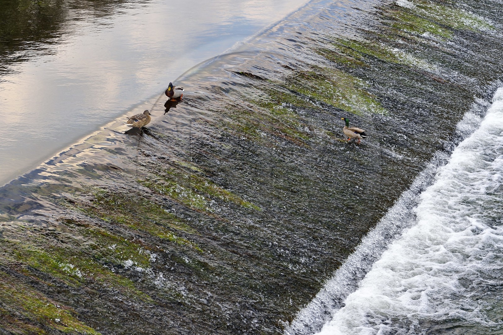 France, Dordogne, Brantome, ducks on the small dike on the Dronne