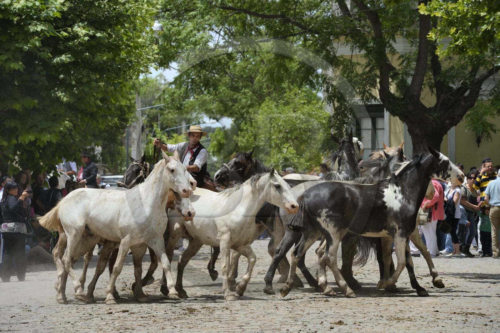 Argentine, province de Buenos Aires, San Antonio de Areco, fête du Jour de la Tradition (Dia de la Tradicion), gaucho présentant son troupeau de chevaux