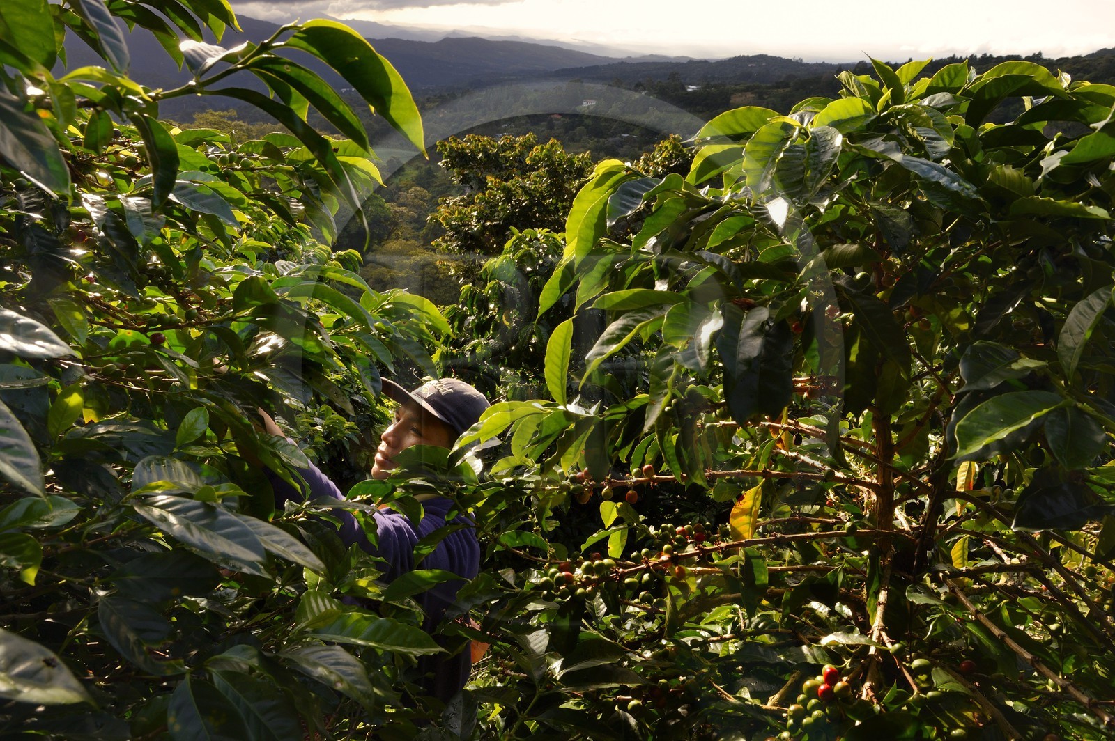 Panama, Chiriqui province, Boquete, Coffee Plantation Finca Lerida, coffee beans harvesting on the slopes of Volcan Baru by a Native American Nägbe