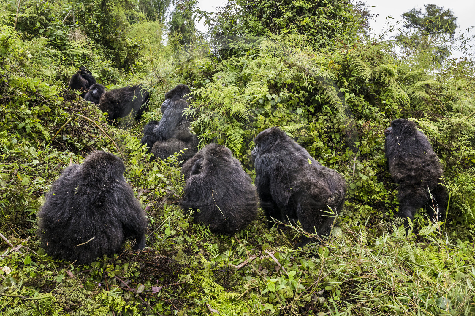 Rwanda, Province du Nord, Parc National des Volcans dans la chaine des Monts Virunga, mont Karisimbi, gorilles des montagnes (Gorilla beringei beringei), le dos argenté (silverback) nommé Impuzamahanga qui est le male dominant au centre gauche