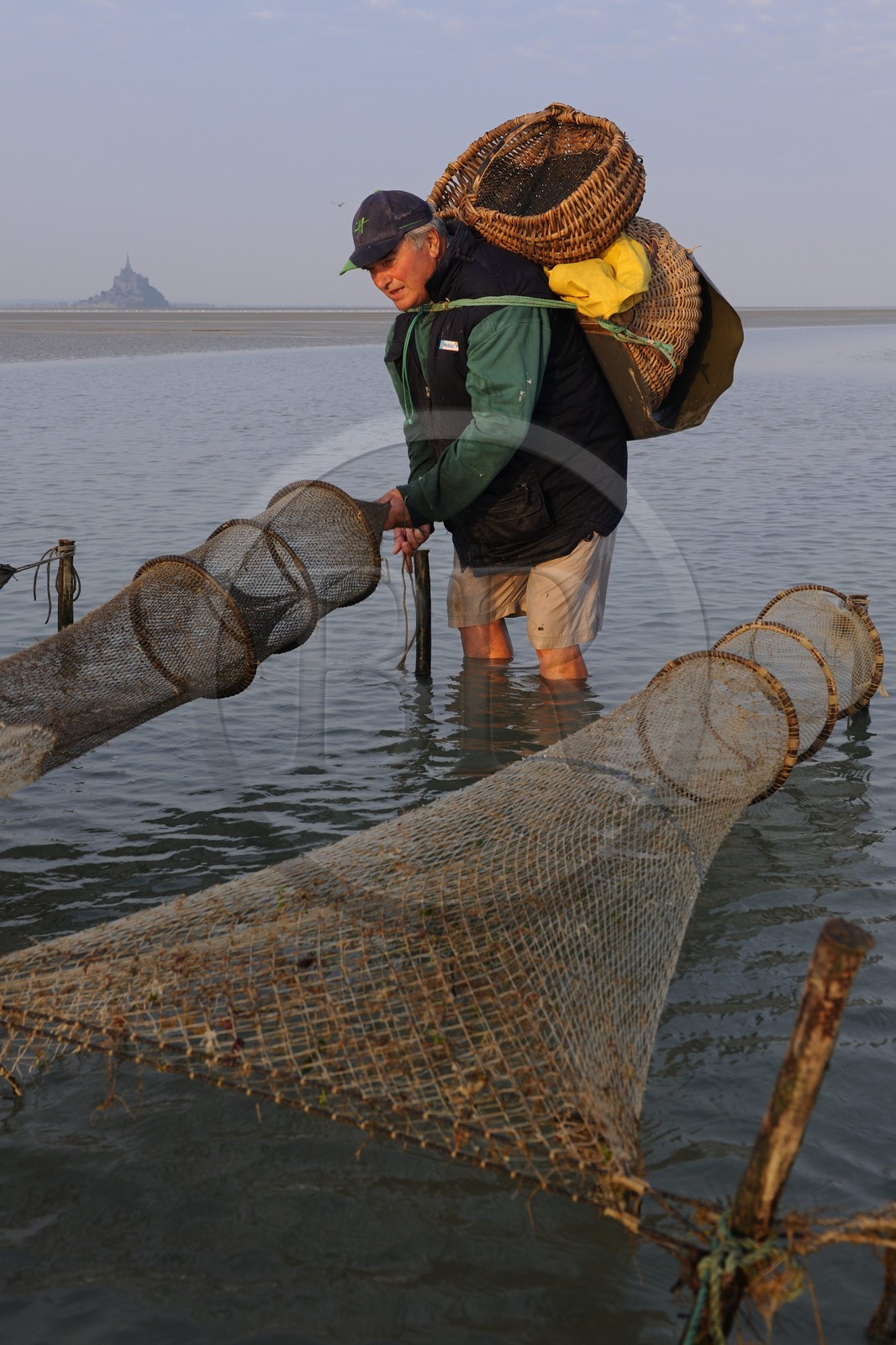 France, Manche (50), Baie du Mont-Saint-Michel, le pêcheur de grève Guy Jugan relevant ses filets de crevettes grises à l'aube