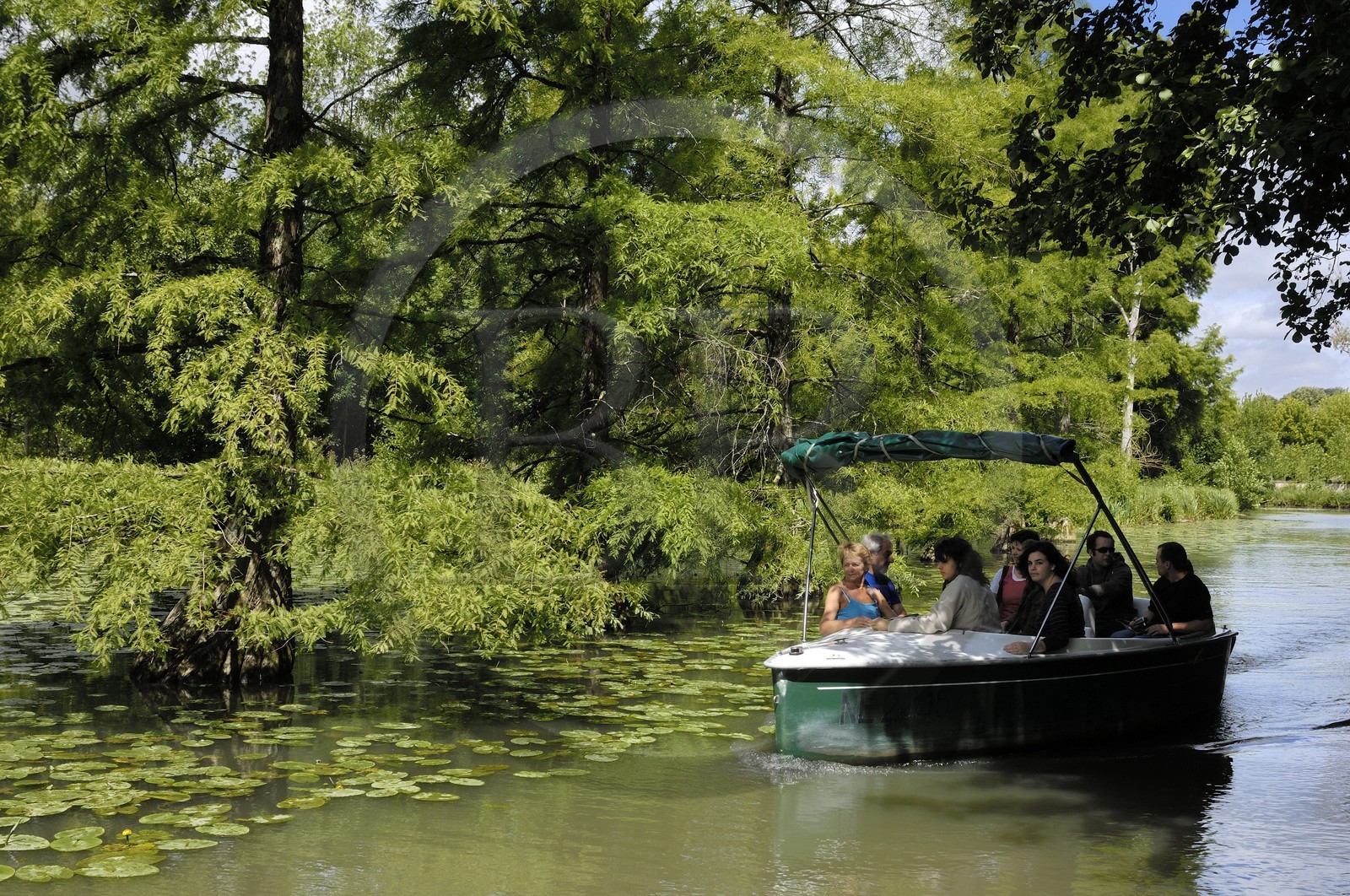 France, Loir-et-Cher (41), le parc du château de Cheverny, promenade en bateaux électriques longeant les cyprès chauves dans le canal