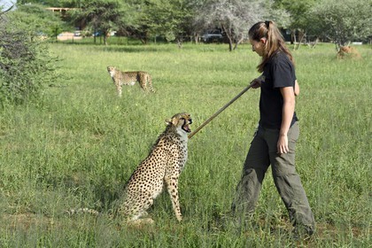 Namibie, Otjiwarongo, Cheetah Conservation Fund, centre de recherche et d'éducation, guépard (Acinonyx jubatus), récompense donnée en échange du leurre que le guépard a chassé, l'exercice a pour but de le garder en forme