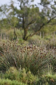 France, Bouches-du-Rhône (13), Parc naturel régional de Camargue, étang de Vaccares