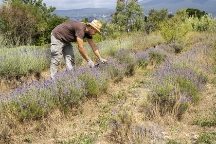 France, Alpes-Maritimes, Mouans-Sartoux, Gardens of the International Museum of Perfumery (Musée International de la Parfumerie - MIP), a gardener from the museum maintains the lavender