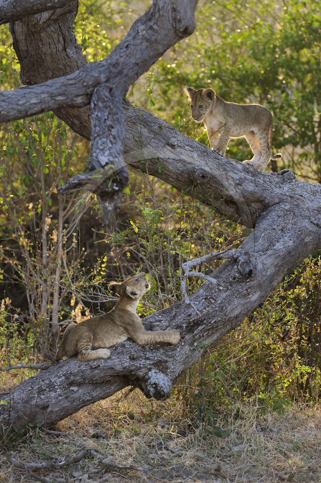 Tanzanie, Reserve de gibier de Selous une des plus grandes zones protégées au monde et inscrite sur la liste du patrimoine mondial de l’Unesco depuis 1982, lionceaux