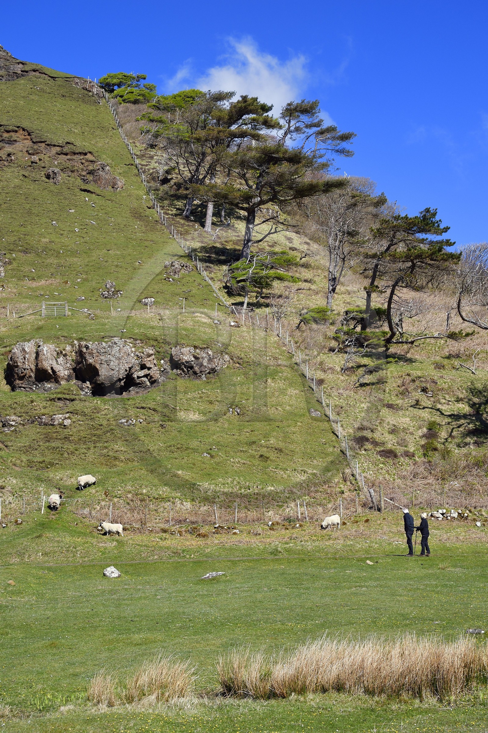 Royaume-Uni, Ecosse, Highland, Hébrides intérieures, Ile de Mull, collines de la Baie de Calgary