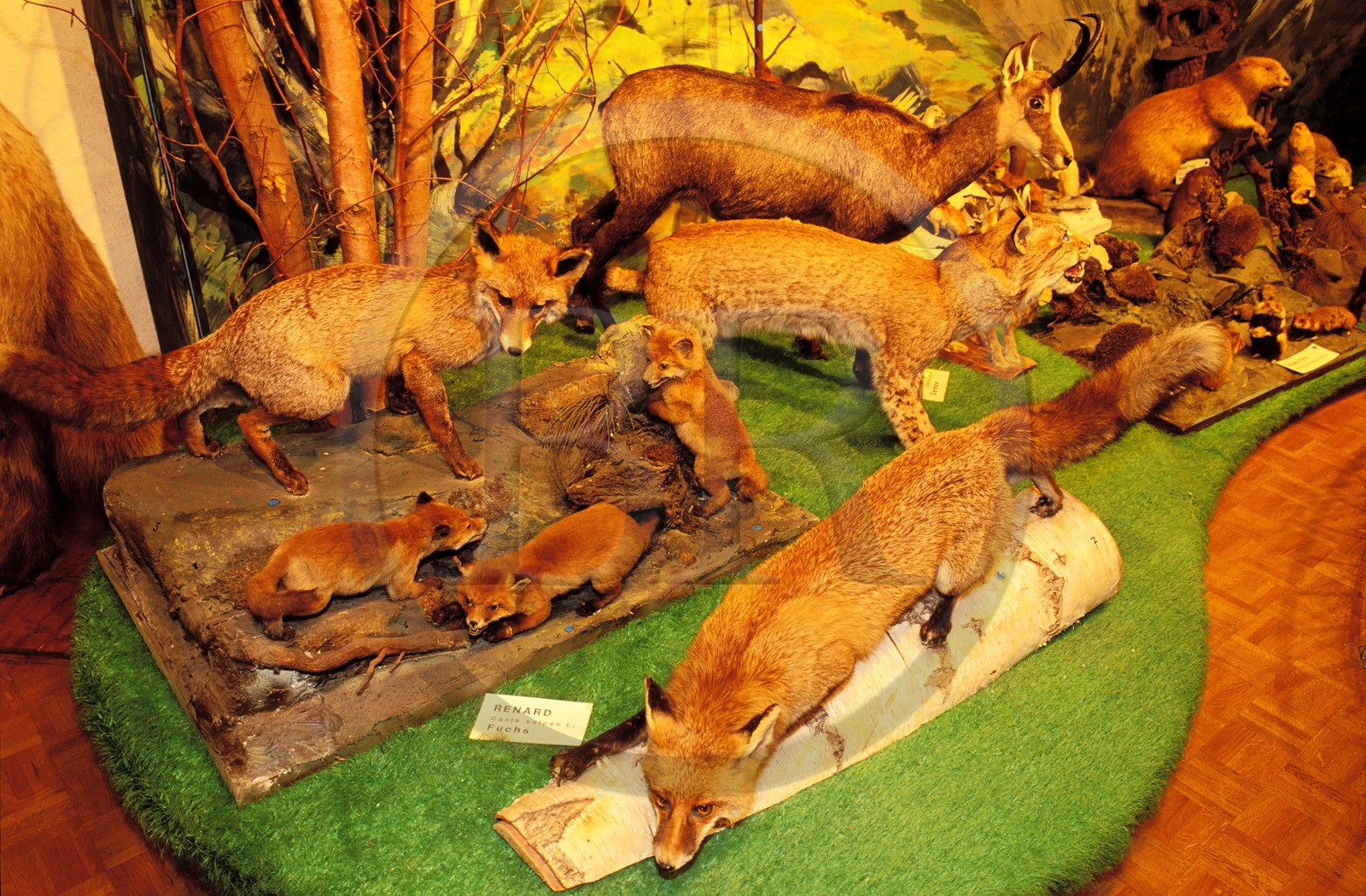 France, Haut-Rhin (68), Colmar, museum d'histoire naturelle et d'ethnographie