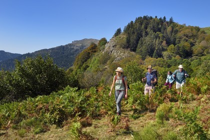 France, Cantal (15), Parc Naturel Régional des Volcans d'Auvergne, Laveissière, sur le chemin de Saint-Jacques de Compostelle par la Via Arverna, randonneurs sur les estives des pentes du Puy de Seycheuse, le Rocher du Bec de l'Aigle en arrière plan lointain