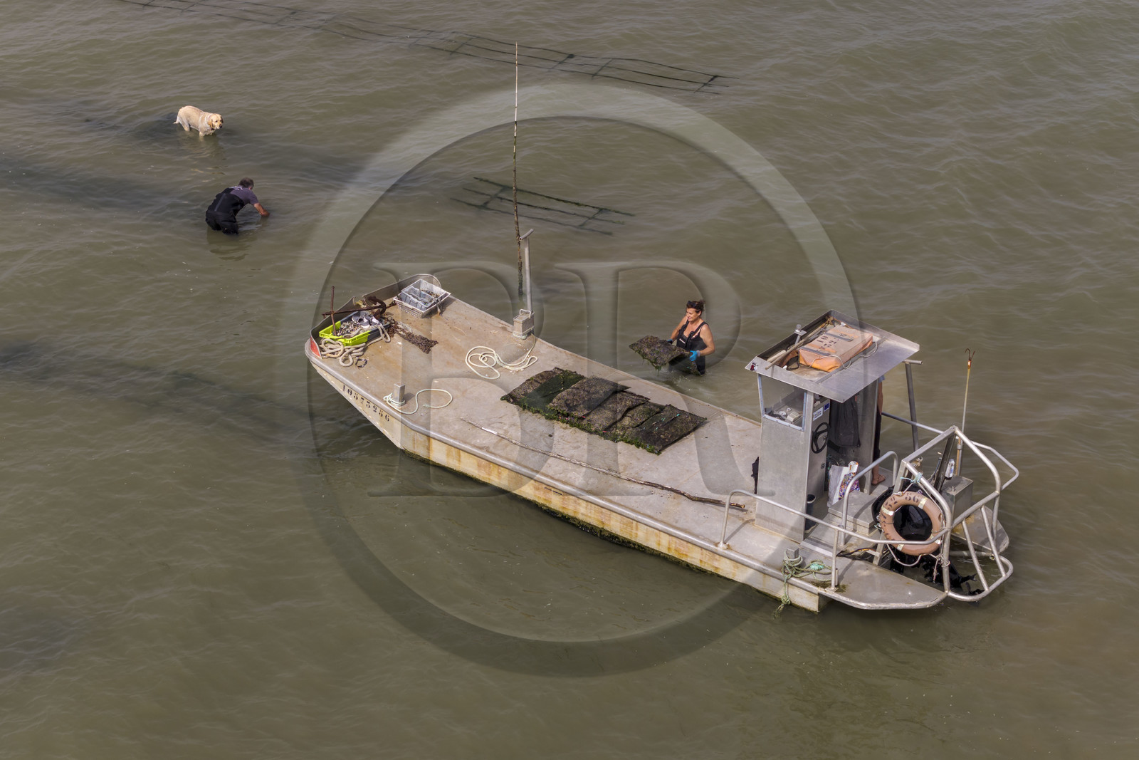 France, Charente Maritime, Oleron island, Dolus d’Oléron, the parks of the Marennes-Oléron basin in the Pertuis d'Antioche, Nadia Quillet and her husband Eric collect bags of crassostrea gigas in their oyster beds during the ebb tide (aerial view)